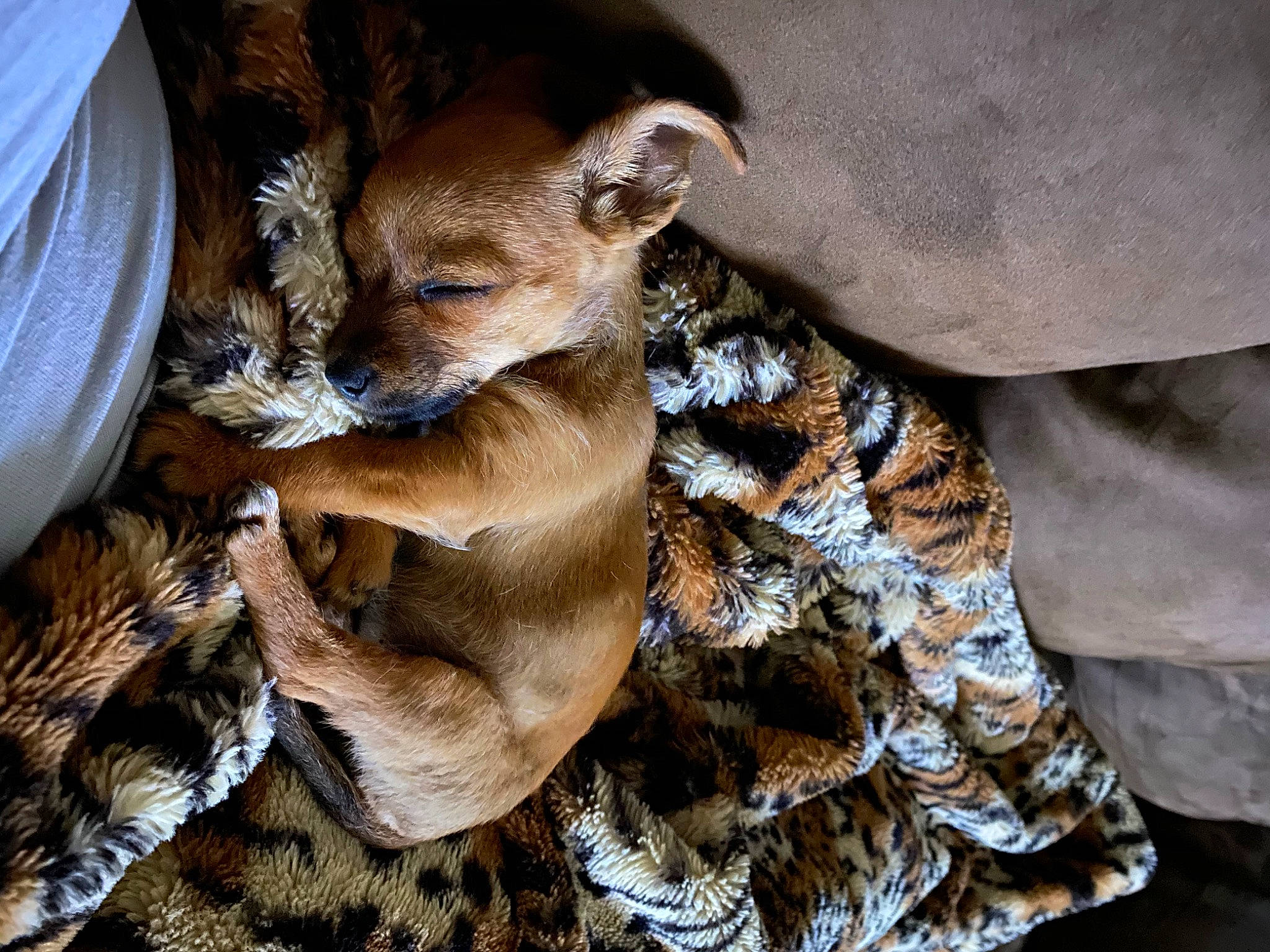 Sekai joined the competition — help win amazing prizes! canidae, carnivore, fawn, fur, wildlife