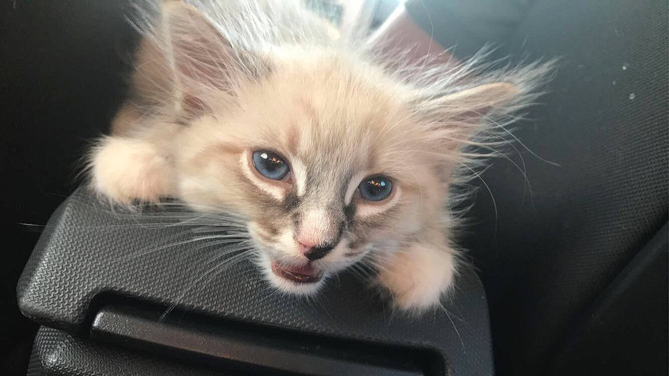 Chino is registered to the contest to win money with this photo: american_curl, asian, carnivore, cat, domestic_long_haired_cat, ear, eye, fawn, felidae, fur, iris, kitten, mammal, ojos_azules, polydactyl_cat, ragamuffin, siberian, small_to_medium_sized_cats, snout, whiskers