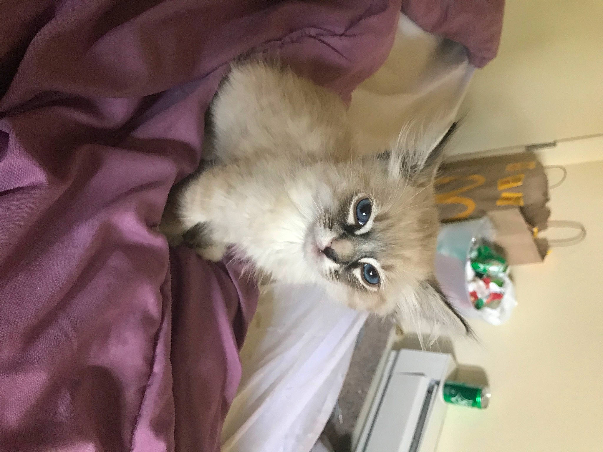 Chino is registered to the contest to win money with this photo: asian_semi_longhair, birman, carnivore, cat, domestic_long_haired_cat, fawn, felidae, fur, himalayan, kitten, mammal, norwegian_forest_cat, persian, ragamuffin, ragdoll, small_to_medium_sized_cats, whiskers