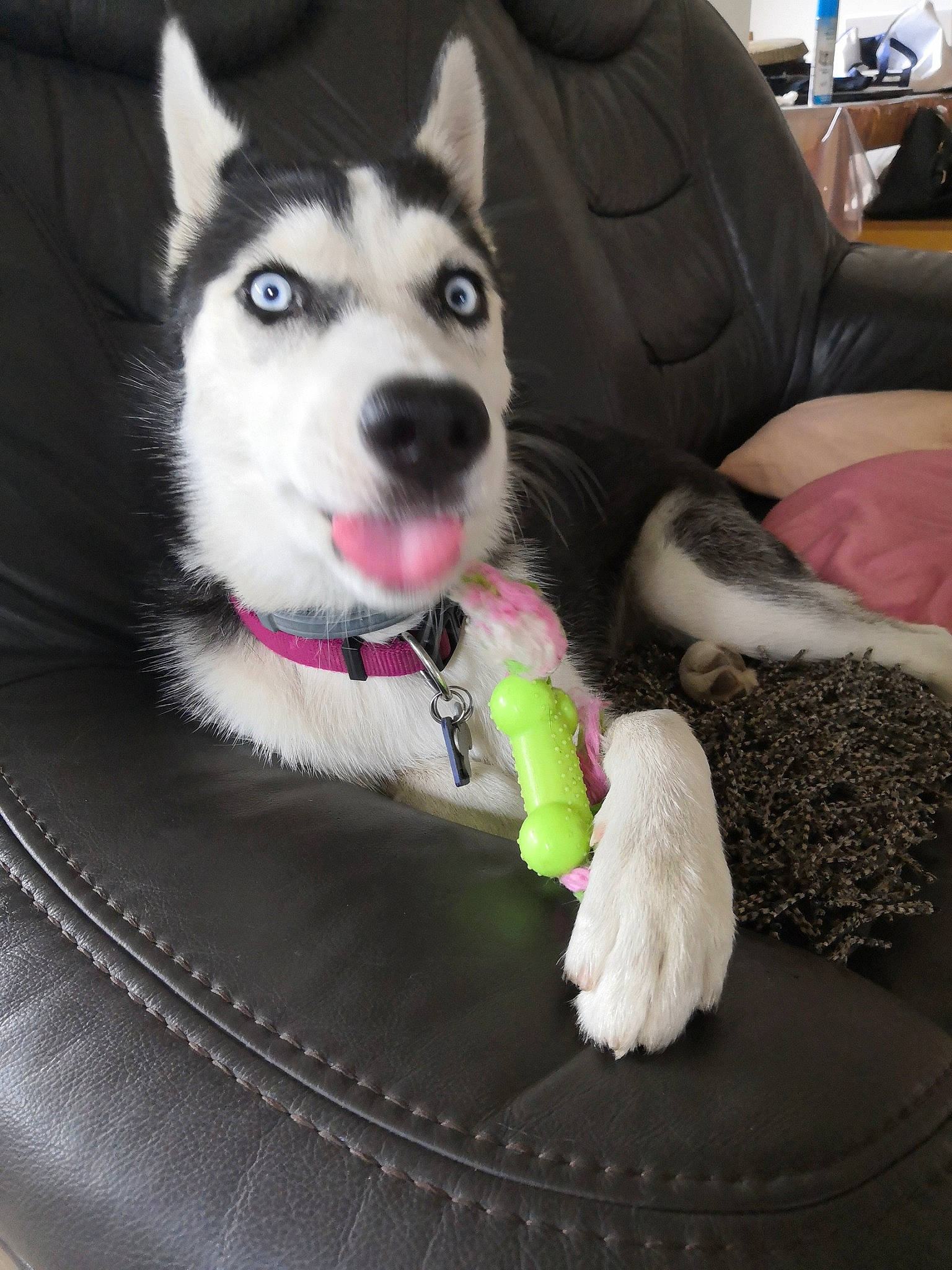 Aloy a rejoint le concours — aidez-le/la à gagner de superbes lots ! alaskan_klee_kai, alaskan_malamute, canidae, carnivore, dog, dog_breed, eye, labrador_husky, mammal, miniature_siberian_husky, northern_inuit_dog, puppy, sakhalin_husky, siberian_husky, sled_dog, snout, tamaskan_dog, vertebrate, wolfdog, working_dog