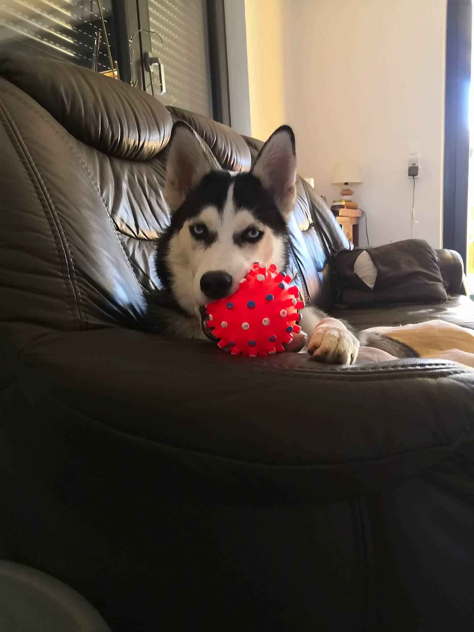 Aloy participe au concours pour gagner de l'argent avec cette photo : alaskan_klee_kai, alaskan_malamute, canidae, carnivore, companion_dog, couch, dog, dog_breed, ear, fur, mammal, miniature_siberian_husky, puppy, rare_breed_dog, sakhalin_husky, siberian_husky, sled_dog, snout, vertebrate, wolfdog