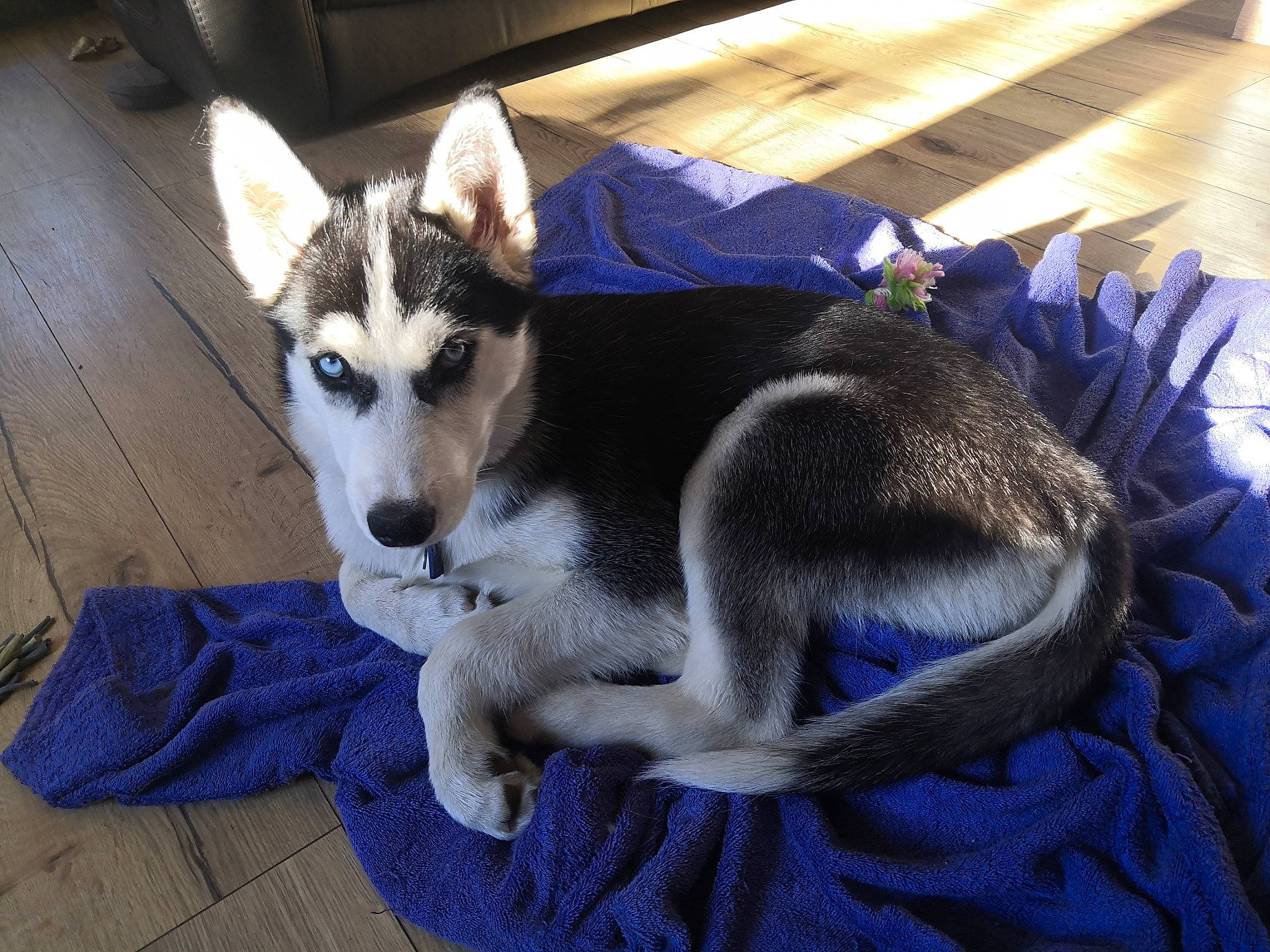 Aloy a rejoint le concours — aidez-le/la à gagner de superbes lots ! alaskan_malamute, canidae, carnivore, czechoslovakian_wolfdog, dog, dog_breed, east_siberian_laika, jamthund, labrador_husky, mammal, miniature_siberian_husky, native_american_indian_dog, northern_inuit_dog, sakhalin_husky, seppala_siberian_sleddog, siberian_husky, sled_dog, tamaskan_dog, vertebrate, wolfdog