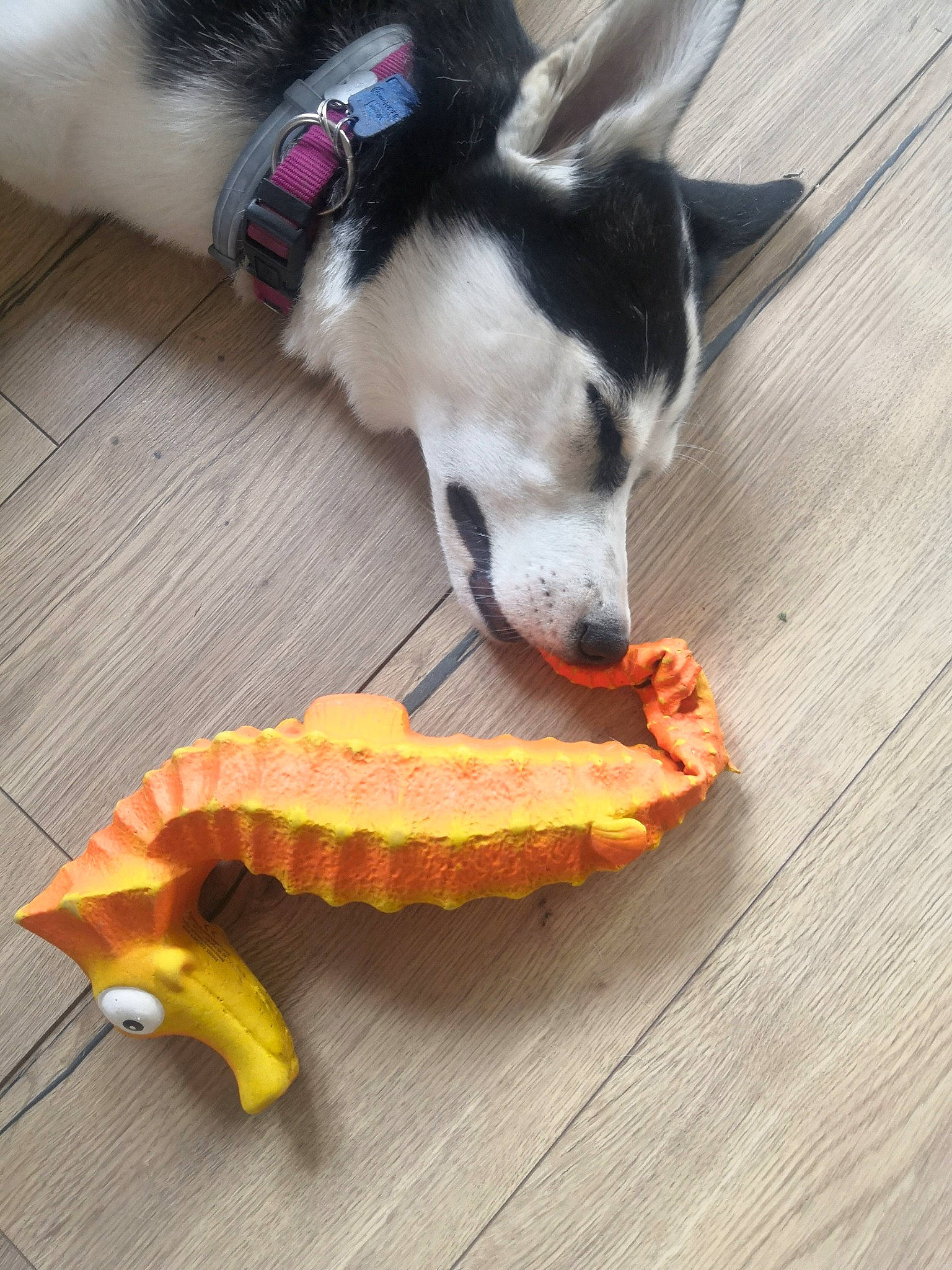 Aloy a rejoint le concours — aidez-le/la à gagner de superbes lots ! alaskan_malamute, banana, canidae, carnivore, cuisine, dog, dog_breed, dog_toy, eating, food, fruit, jaw, play, puppy, siberian_husky, sled_dog, sporting_group, tail, vegetarian_food