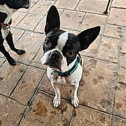 Benjamin joined the competition — help win amazing prizes! boston_terrier, dog, pet, animal, canine, curious, ears, collar, floor, tiles, wet_spots, looking_up, closeup, outdoor, two_dogs, black_and_white, short_hair, leash, companion, domestic