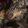 Fat Potato is registered to the contest to win money with this photo: dog, merle, closeup, sleeping, fur, pet, animal, cuddling, cozy, resting, nose, paw, brown, black, tan, hair, human, comfort, indoor, relaxed
