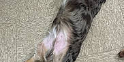 Fat Potato is registered to the contest to win money with this photo: dog, lying_down, floor, tile_floor, relaxed, sleeping, pet, fur, tail, paw, indoor, resting, canine, mottled_coat, sleep, animal, cute, domestic_animal, calm, quiet
