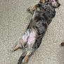 dog, lying_down, floor, tile_floor, relaxed, sleeping, pet, fur, tail, paw, indoor, resting, canine, mottled_coat, sleep, animal, cute, domestic_animal, calm, quiet