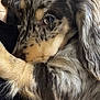 Fat Potato joined the competition — help win amazing prizes! dog, close_up, merle_coat, fluffy, snuggling, pet, animal, fur, eye, face, warm, comfort, person, black_clothing, indoor, cute, friendship, companion, soft_texture, cuddle