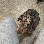 Fat Potato is registered to the contest to win money with this photo: dog, merle, puppy, looking_up, floor, tile_floor, person, sweatpants, legs, indoor, stroller_wheel, pet, cute, curious, brown, black, beige, casual, cozy, companion