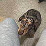 dog, merle, puppy, looking_up, floor, tile_floor, person, sweatpants, legs, indoor, stroller_wheel, pet, cute, curious, brown, black, beige, casual, cozy, companion