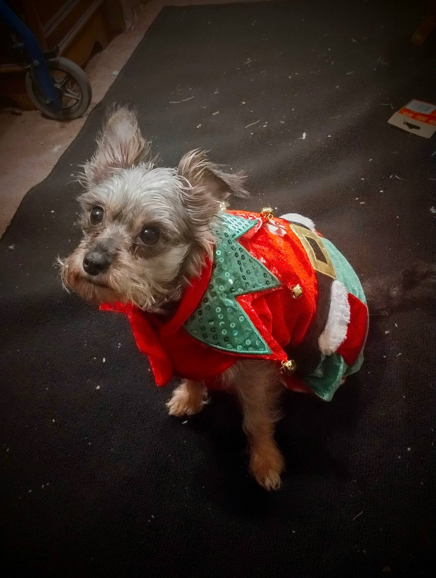 Bambi joined the competition — help win amazing prizes! accessories, affenpinscher, animal, canine, clothing, coat, dog, dress, face, head, machine, person, pet, poodle, puppy, spoke, strap, terrier, wheel, whitedog