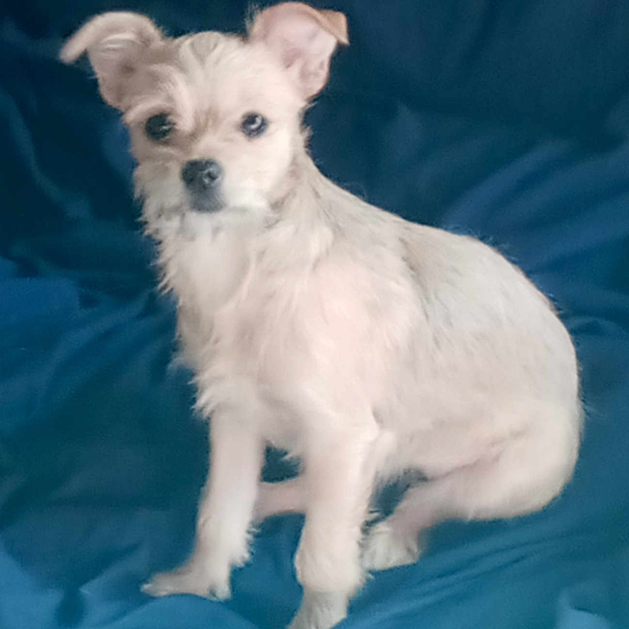Phoenix is registered to the contest to win money with this photo: affenpinscher, animal, bulldog, canine, chihuahua, cockerspaniel, dog, eskimodog, face, head, papillon, person, pet, photography, poodle, portrait, puppy, terrier, white, whitedog