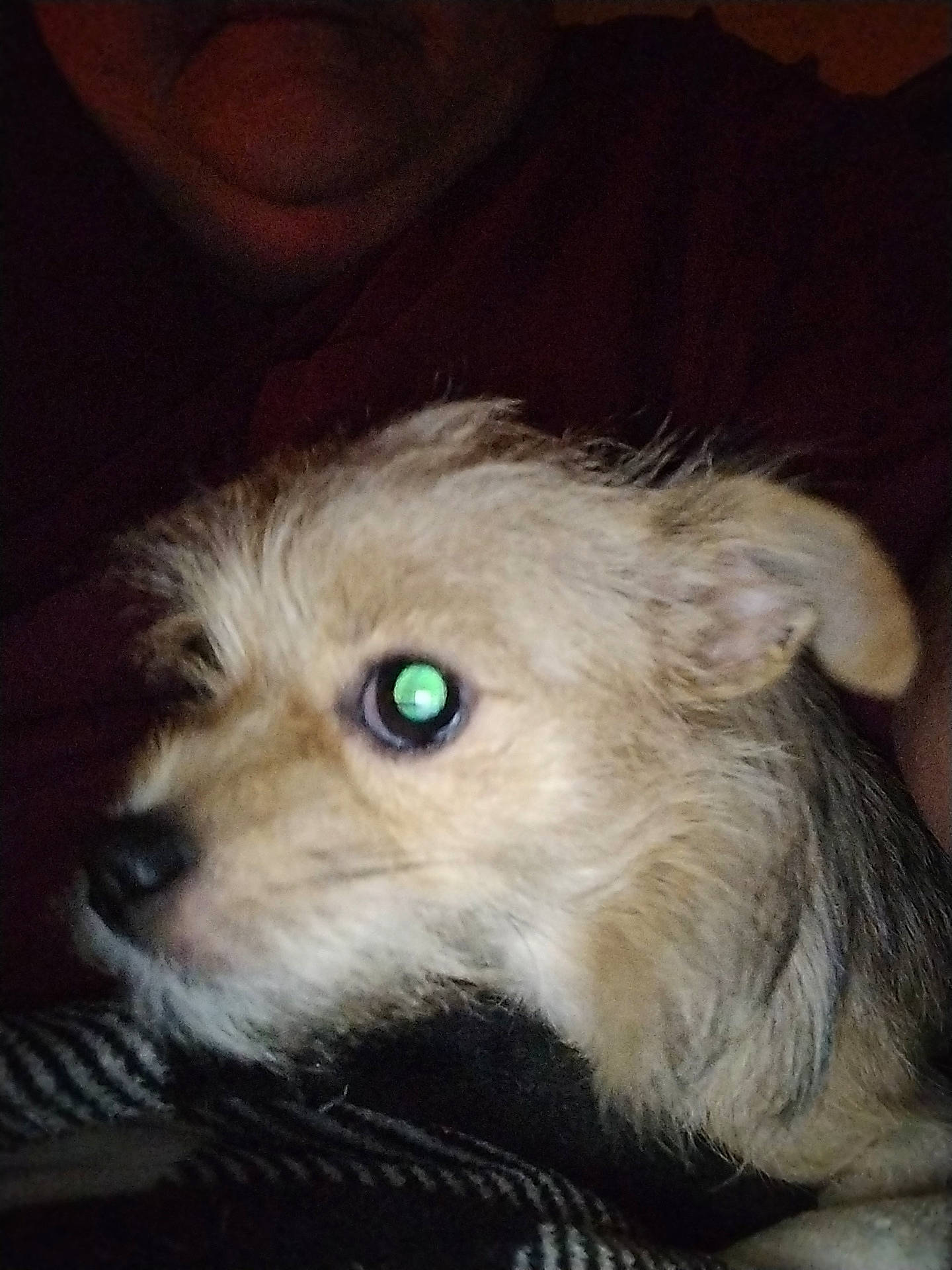 Phoenix joined the competition — help win amazing prizes! affenpinscher, animal, ball, canine, couch, dog, face, furniture, head, person, pet, photography, poodle, portrait, puppy, sport, tennis, tennisball, terrier, whitedog