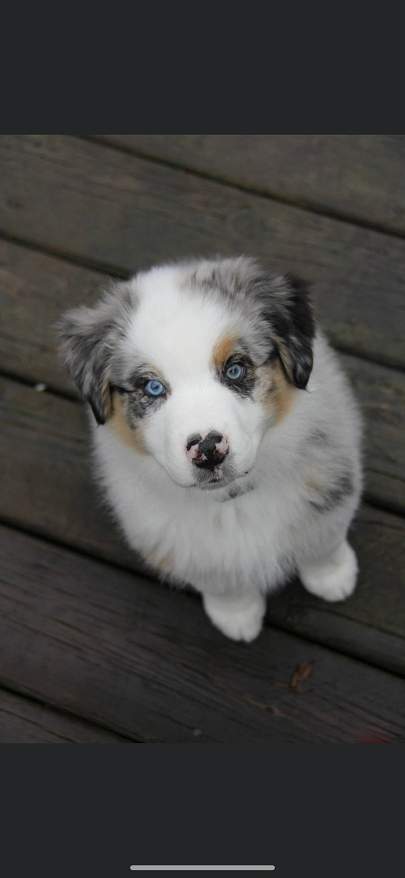 Reece is registered to the contest to win money with this photo: australian_collie, australian_shepherd, canidae, carnivore, companion_dog, dog, dog_breed, mammal, miniature_australian_shepherd, nose, puppy, pyrenean_mastiff, rare_breed_dog, sporting_group, tornjak, vertebrate, working_dog