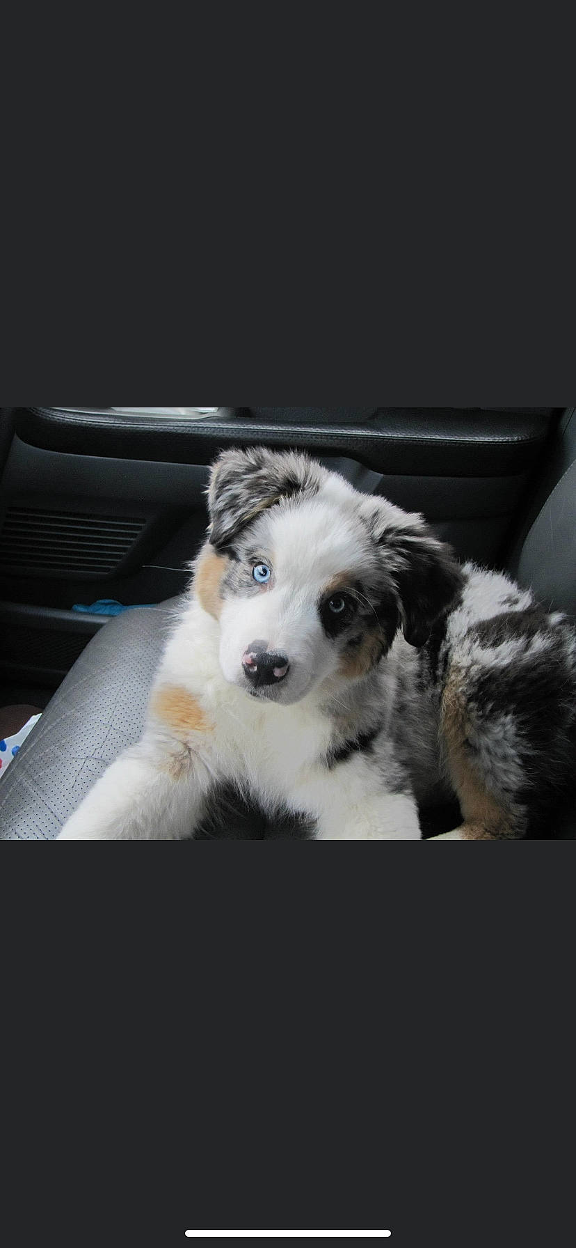 Reece joined the competition — help win amazing prizes! australian_shepherd, border_collie, canidae, carnivore, companion_dog, dog, dog_breed, havanese, mammal, miniature_australian_shepherd, nose, old_english_sheepdog, puppy, rare_breed_dog, shih_tzu, sporting_group, vertebrate