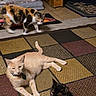 Nico is registered to the contest to win money with this photo: cat, cats, calico_cat, cream_cat, black_cat, kitten, feline, pet, animal, indoor, living_room, carpet, rug, patchwork, lounging, walking, sitting, collar, home, cute