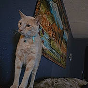 Nico is registered to the contest to win money with this photo: cat, cream_cat, standing, collar, bell, whiskers, ears, feline, pet, indoor, bedroom, bed, blanket, tapestry, wall, portrait, full_body, alert, blue_collar, home_decor