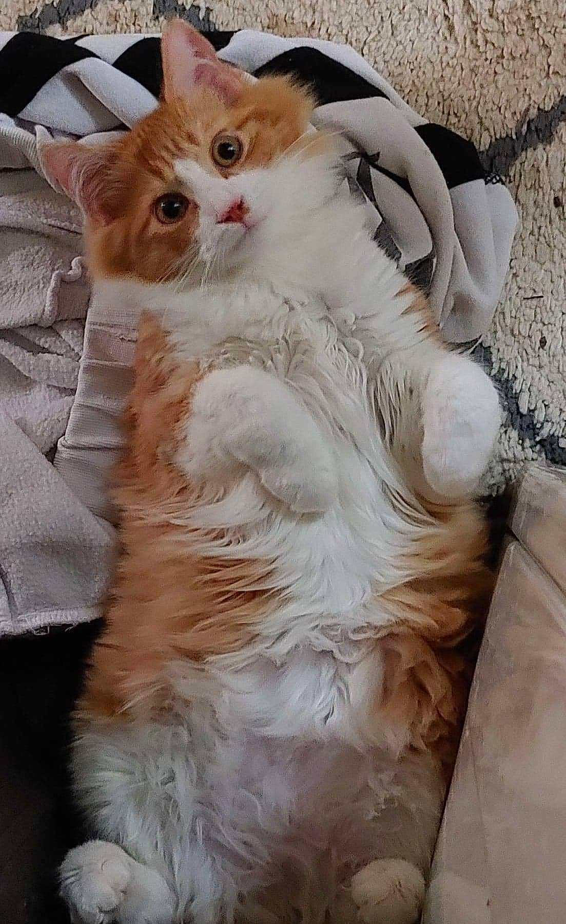 Otie joined the competition — help win amazing prizes! british_longhair, carnivore, cat, claw, comfort, domestic_short_haired_cat, eye, fawn, felidae, fur, gesture, natural_material, paw, sitting, small_to_medium_sized_cats, snout, tail, terrestrial_animal, whiskers, white