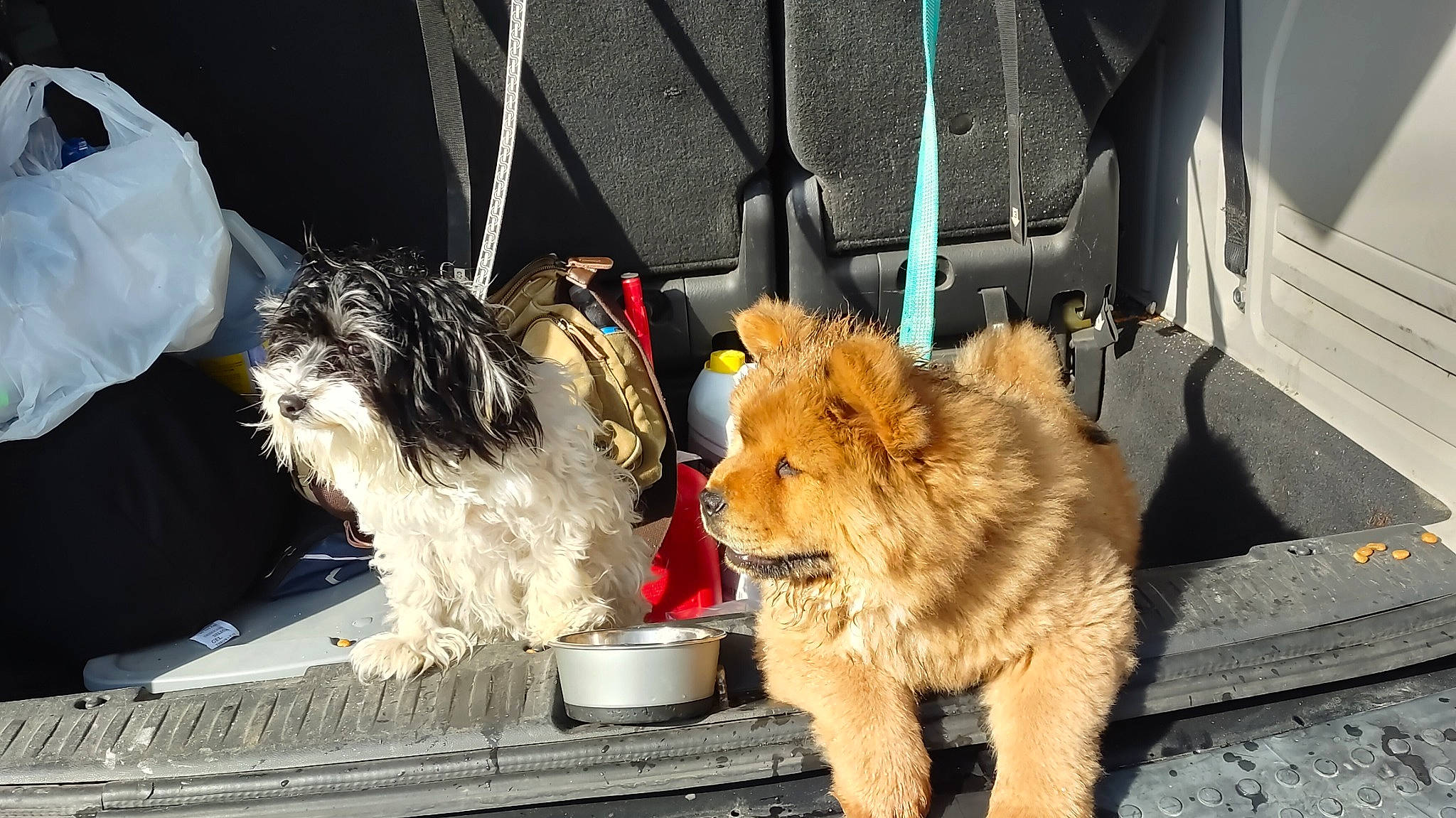 Bear And Chino joined the competition — help win amazing prizes! canidae, carnivore, companion_dog, dog, dog_breed, dog_supply, fawn, felidae, fur, mammal, road_surface, small_terrier, small_to_medium_sized_cats, snout, sporting_group, tail, terrier, toy, toy_dog, whiskers