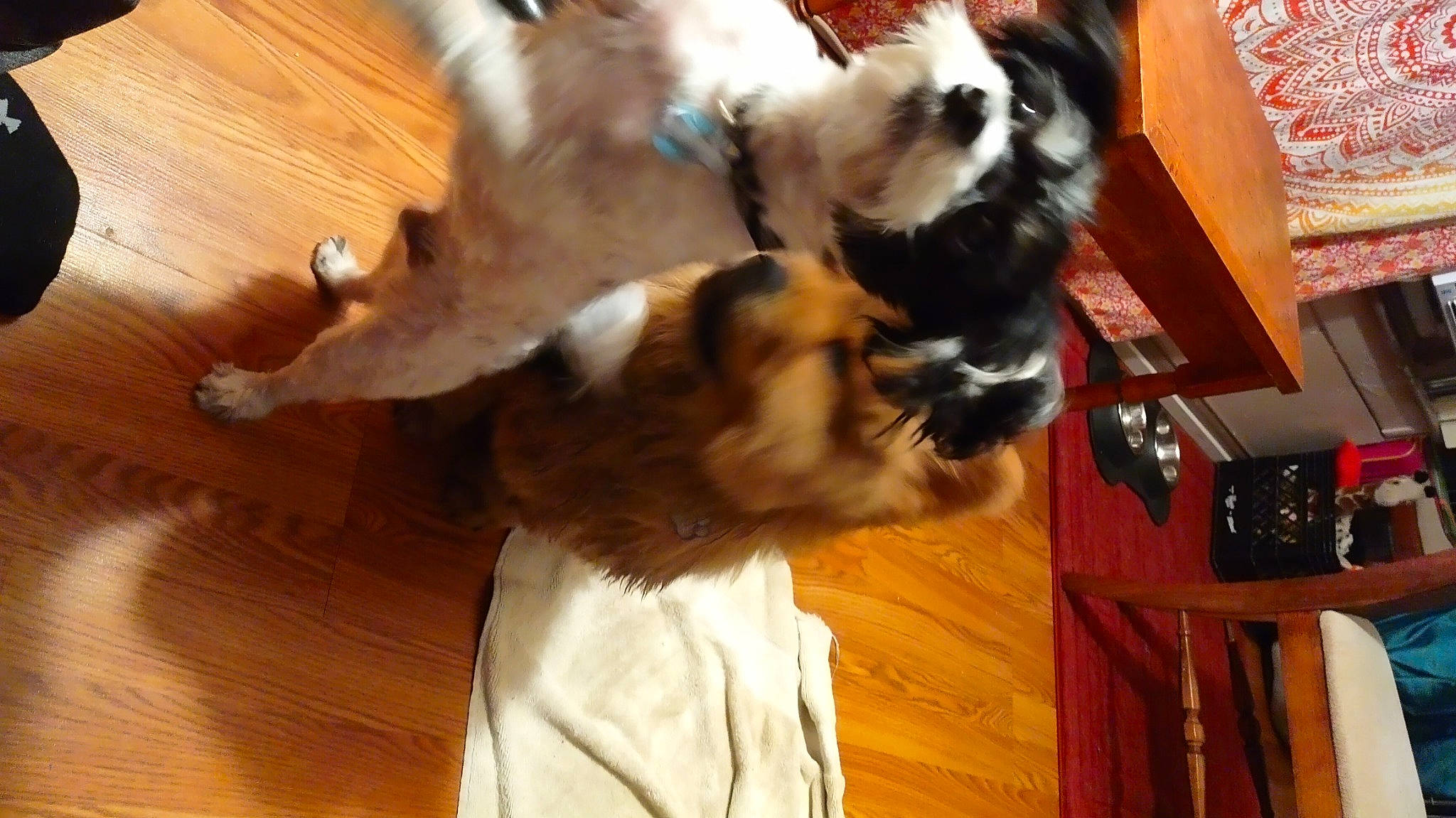 Bear And Chino joined the competition — help win amazing prizes! carnivore, companion_dog, dog, dog_breed, fawn, felidae, flooring, fur, hardwood, plank, small_to_medium_sized_cats, snout, sporting_group, tail, toy_dog, varnish, whiskers, wood, wood_stain, working_animal