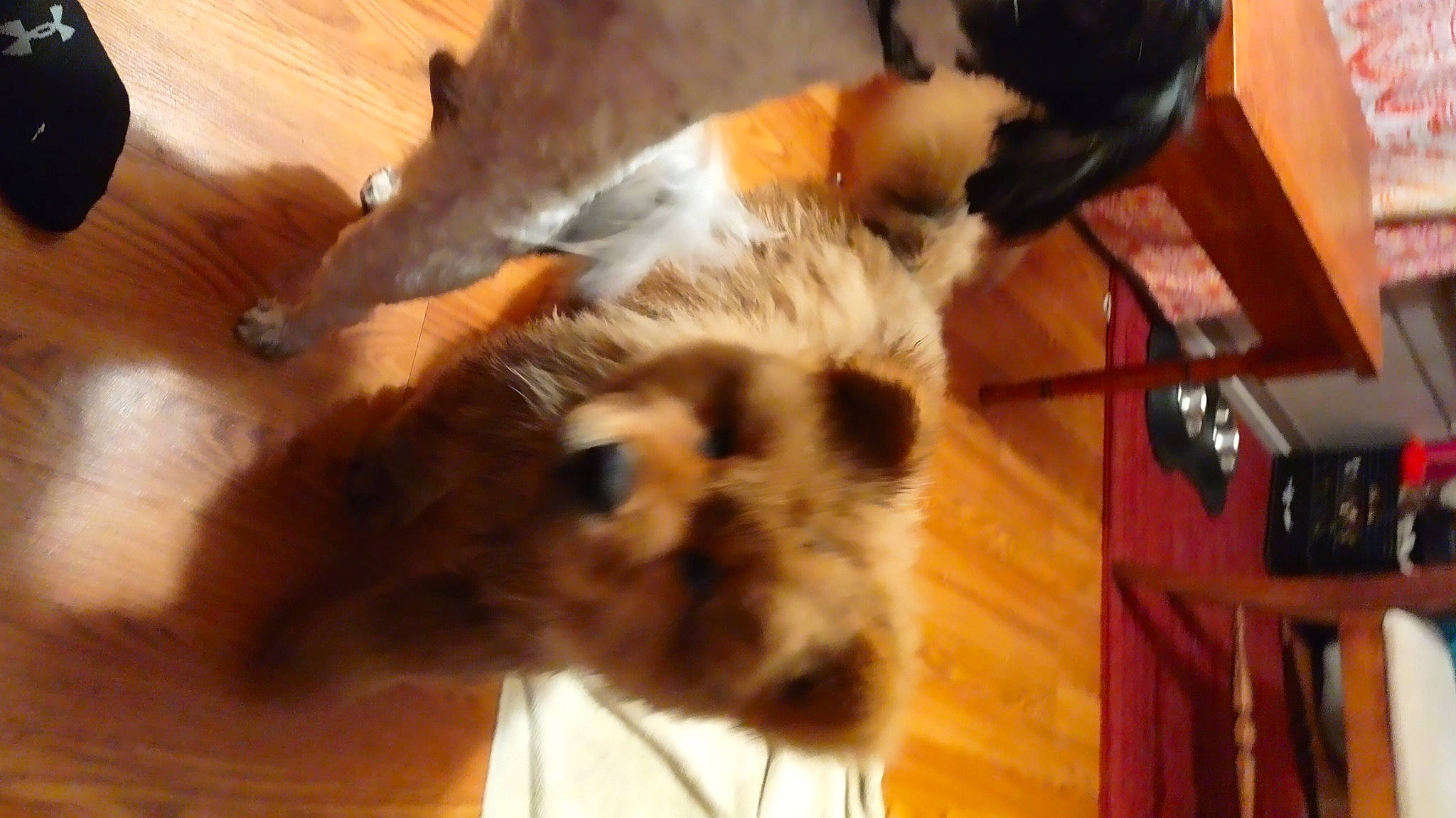 Bear And Chino joined the competition — help win amazing prizes! carnivore, cat, companion_dog, dog_breed, fawn, felidae, flooring, fur, hardwood, room, small_to_medium_sized_cats, tail, terrestrial_animal, varnish, whiskers, wood, wood_flooring, wood_stain