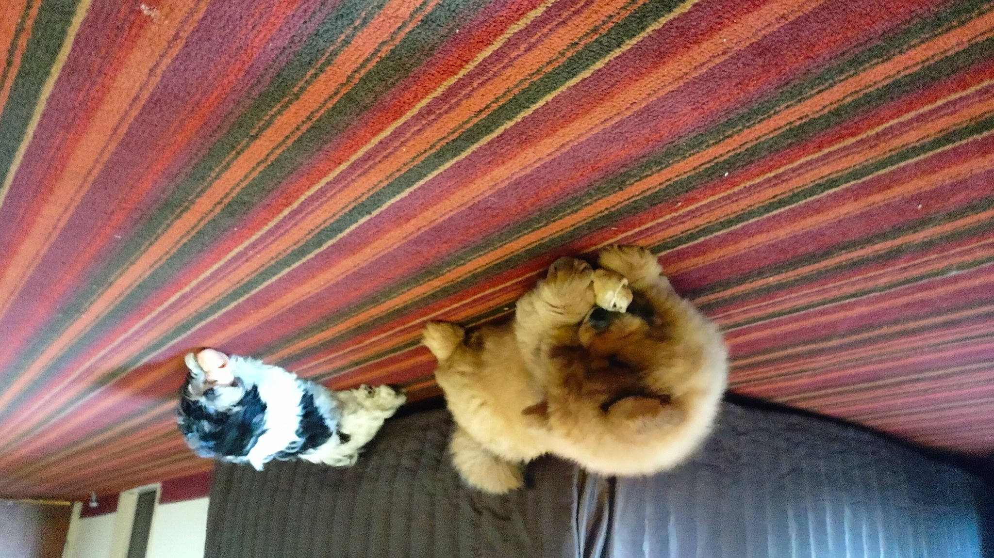 Bear And Chino joined the competition — help win amazing prizes! canidae, carnivore, cat, companion_dog, dog_breed, event, fawn, felidae, fur, german_spitz_klein, mammal, paw, small_to_medium_sized_cats, snout, spitz, sporting_group, tail, vertebrate, whiskers, wood