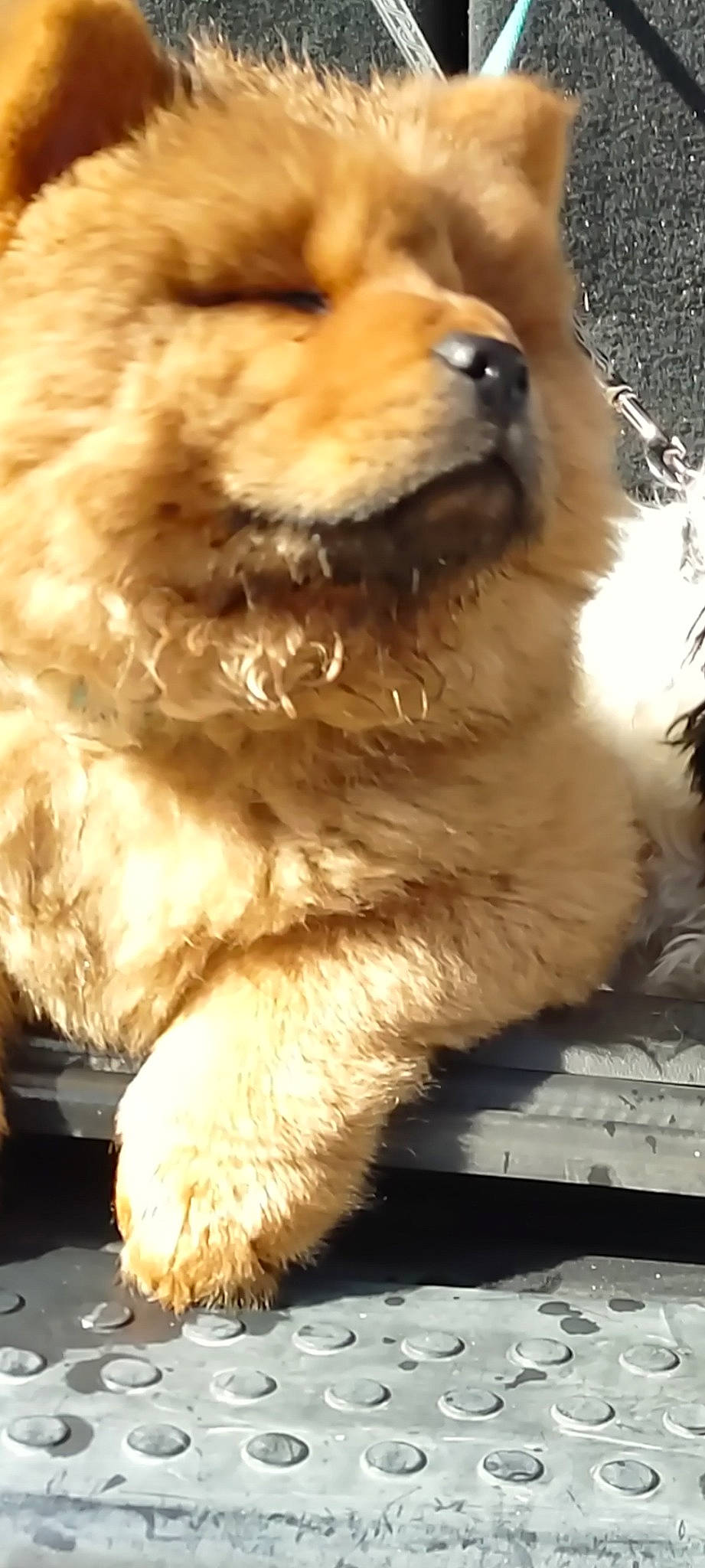 Bear joined the competition — help win amazing prizes! ancient_dog_breeds, canidae, carnivore, companion_dog, dog, dog_breed, event, fawn, fur, non_sporting_group, paw, pet_supply, snout, sporting_group, tail, terrestrial_animal, whiskers, working_animal