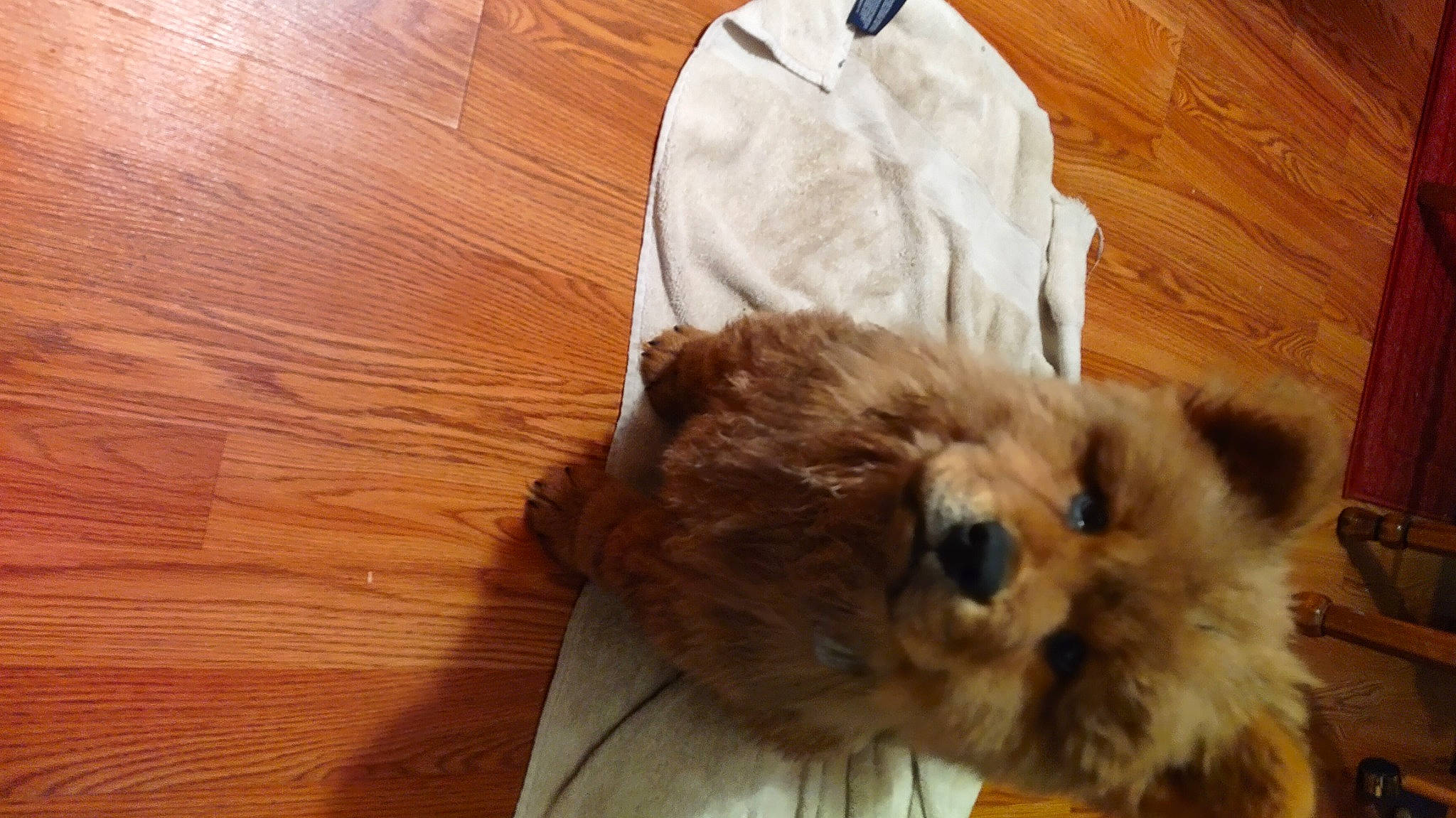 Bear is registered to the contest to win money with this photo: canidae, carnivore, cat, companion_dog, dog_breed, fawn, felidae, fur, hardwood, liver, plank, small_to_medium_sized_cats, snout, tail, toy_dog, varnish, whiskers, wood, wood_stain, working_animal