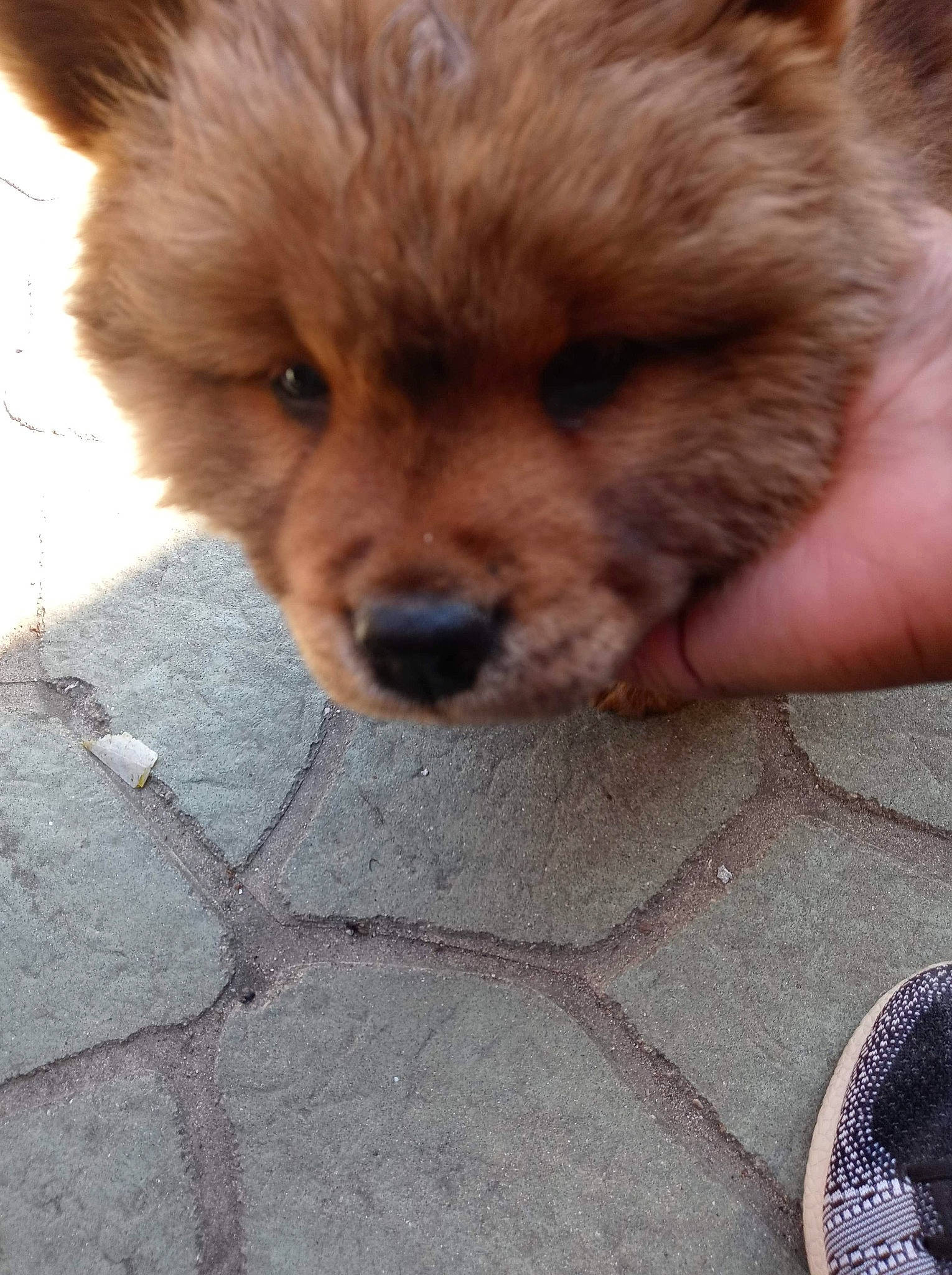 Bear is registered to the contest to win money with this photo: carnivore, chow_chow, companion_dog, dog, dog_breed, eye, fawn, german_spitz, german_spitz_klein, german_spitz_mittel, head, liver, smile, snout, spitz, tableware, terrestrial_animal, toy_dog, whiskers, working_animal