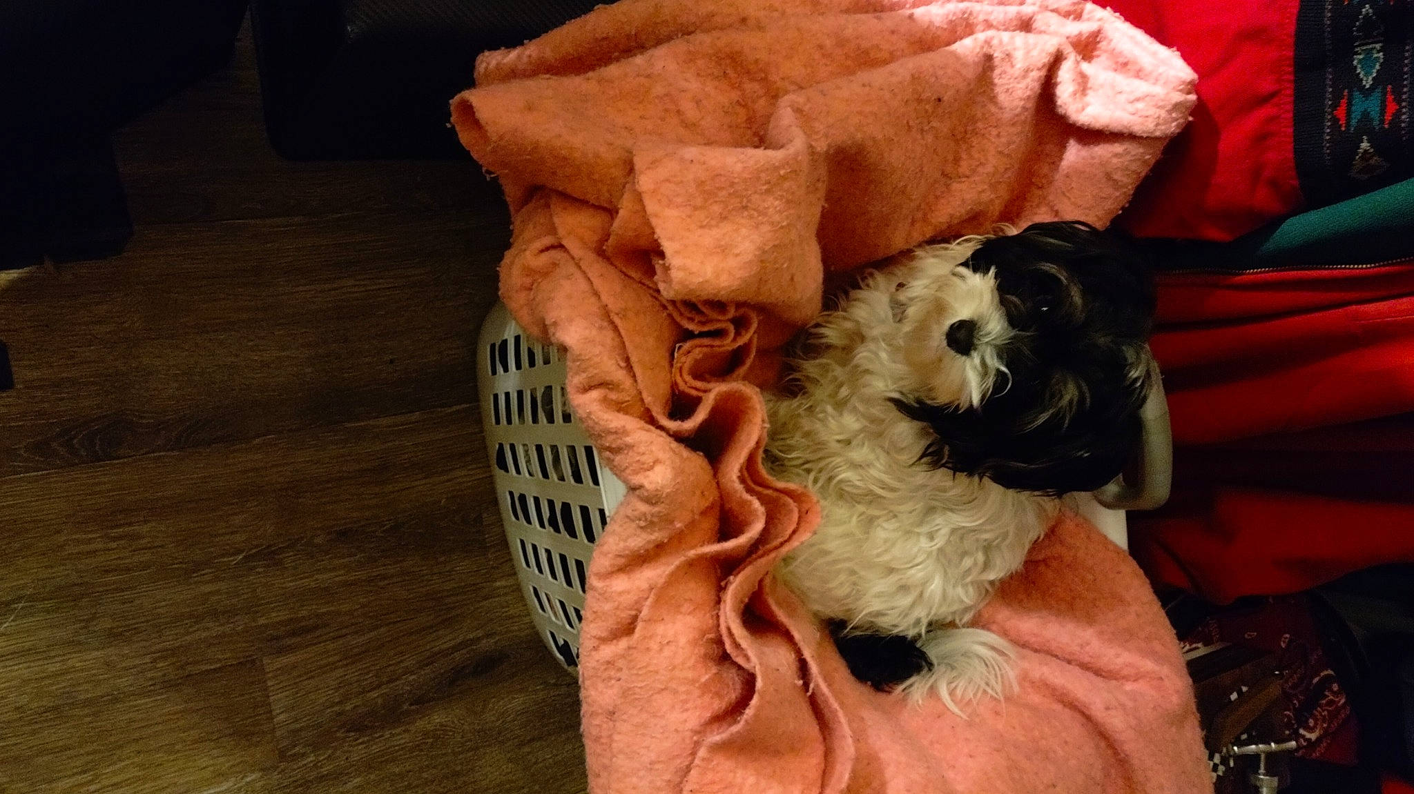 Chino joined the competition — help win amazing prizes! carnivore, comfort, companion_dog, couch, dog, dog_breed, dog_supply, fawn, flooring, fur, hardwood, linens, pet_supply, snout, stuffed_toy, throw_pillow, toy, toy_dog, wood, working_animal