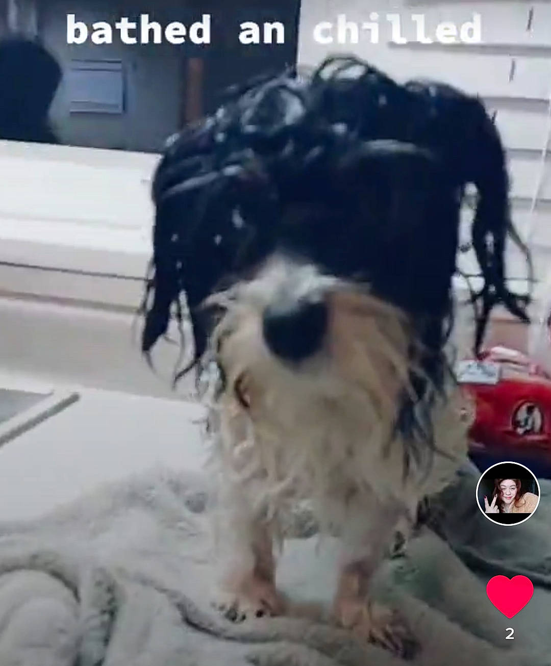 Chino joined the competition — help win amazing prizes! canidae, carnivore, companion_dog, dog, dog_breed, dog_collar, dog_supply, font, fur, liver, photo_caption, puppy_love, screenshot, small_terrier, sporting_group, square, terrier, toy_dog, water_dog, working_animal