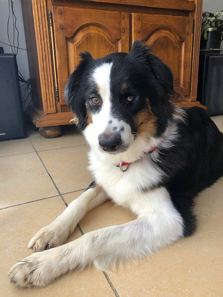 Pretty participe au concours pour gagner de l'argent avec cette photo : australian_collie, australian_shepherd, bernese_mountain_dog, border_collie, canidae, carnivore, companion_dog, dog, dog_breed, english_shepherd, herding_dog, mammal, miniature_australian_shepherd, rare_breed_dog, snout, sporting_group, stabyhoun, vertebrate, welsh_sheepdog