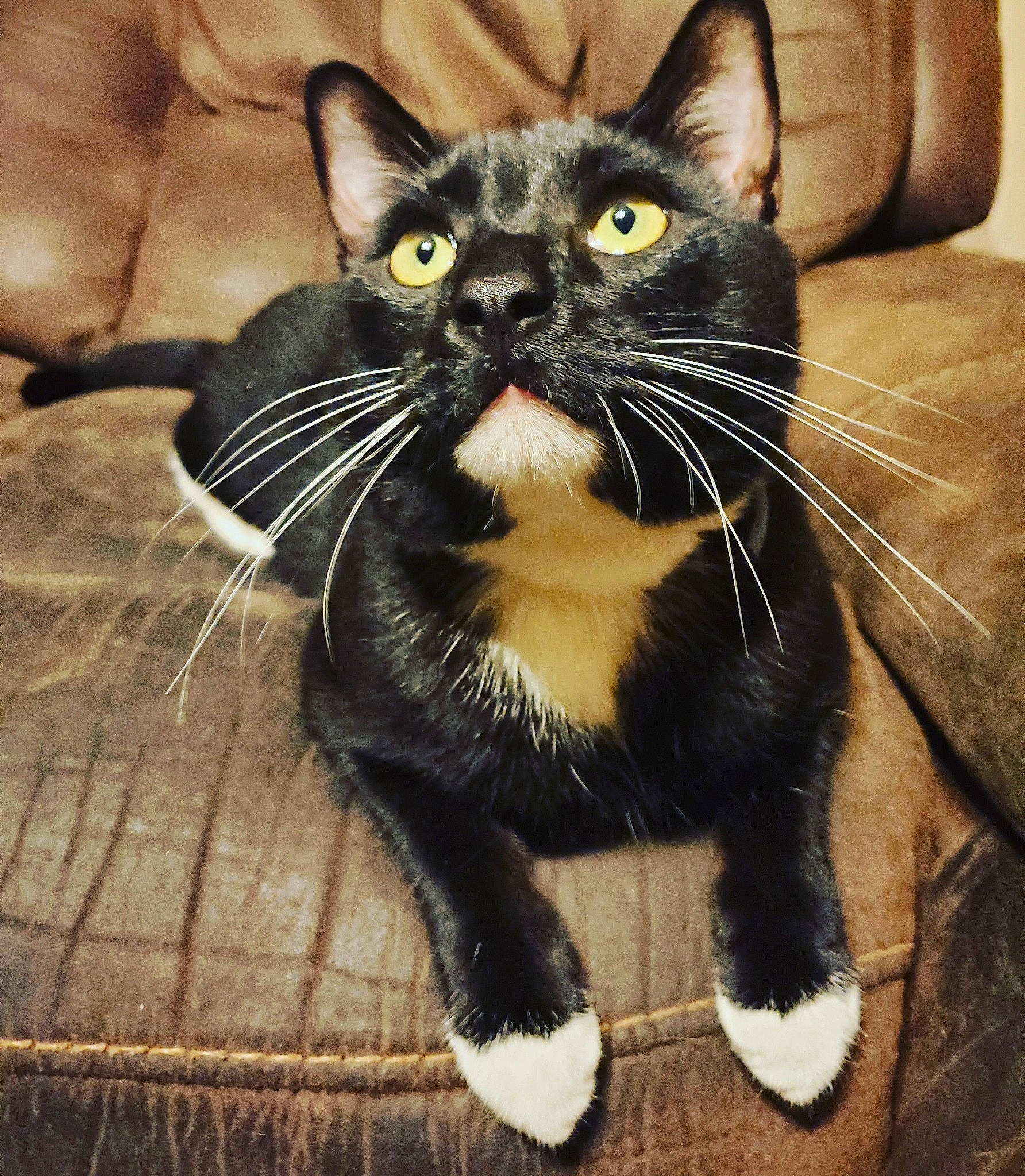 Ivan is registered to the contest to win money with this photo: american_shorthair, asian, black_cat, carnivore, cat, claw, domestic_short_haired_cat, european_shorthair, eye, felidae, fur, kitten, mammal, paw, polydactyl_cat, small_to_medium_sized_cats, snout, whiskers