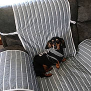 Diesel joined the competition — help win amazing prizes! dog, dachshund, pet, black_dog, brown_dog, hoodie, clothing, couch, striped, gray, indoor, window, curious, sitting, furniture, comfortable, small_dog, canine, domestic_animal, resting
