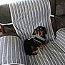 dog, dachshund, pet, black_dog, brown_dog, hoodie, clothing, couch, striped, gray, indoor, window, curious, sitting, furniture, comfortable, small_dog, canine, domestic_animal, resting