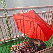 Ruby a rejoint le concours — aidez-le/la à gagner de superbes lots ! cat, umbrella, box, balcony, crocheted_blanket, green_grass, leafy_vines, railing, sunlight, shadow, relaxed, pet, cozy, outdoor, daytime, resting, home, domestic, feline, colorful