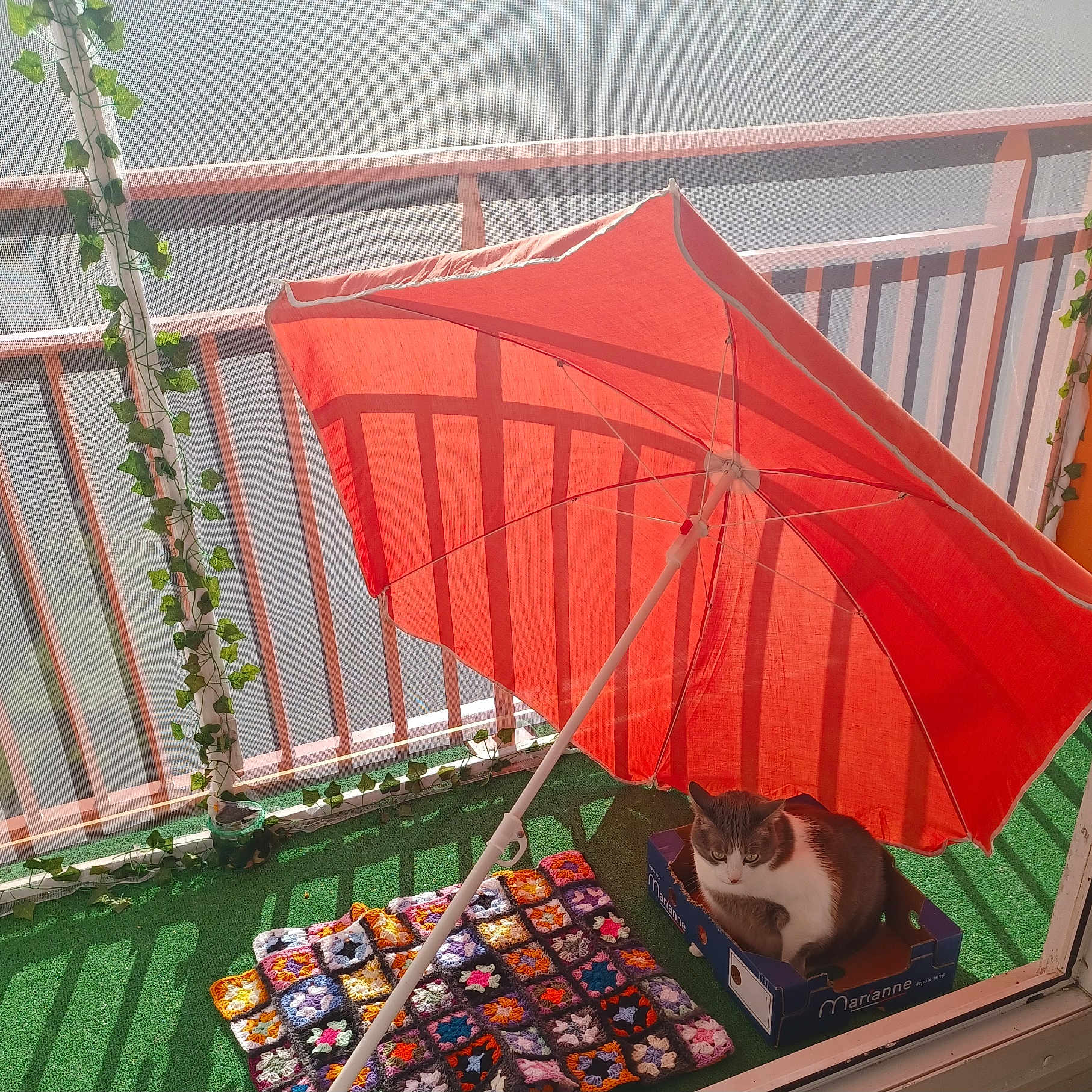 Ruby a rejoint le concours — aidez-le/la à gagner de superbes lots ! balcony, box, cat, colorful, cozy, crocheted_blanket, daytime, domestic, feline, green_grass, home, leafy_vines, outdoor, pet, railing, relaxed, resting, shadow, sunlight, umbrella