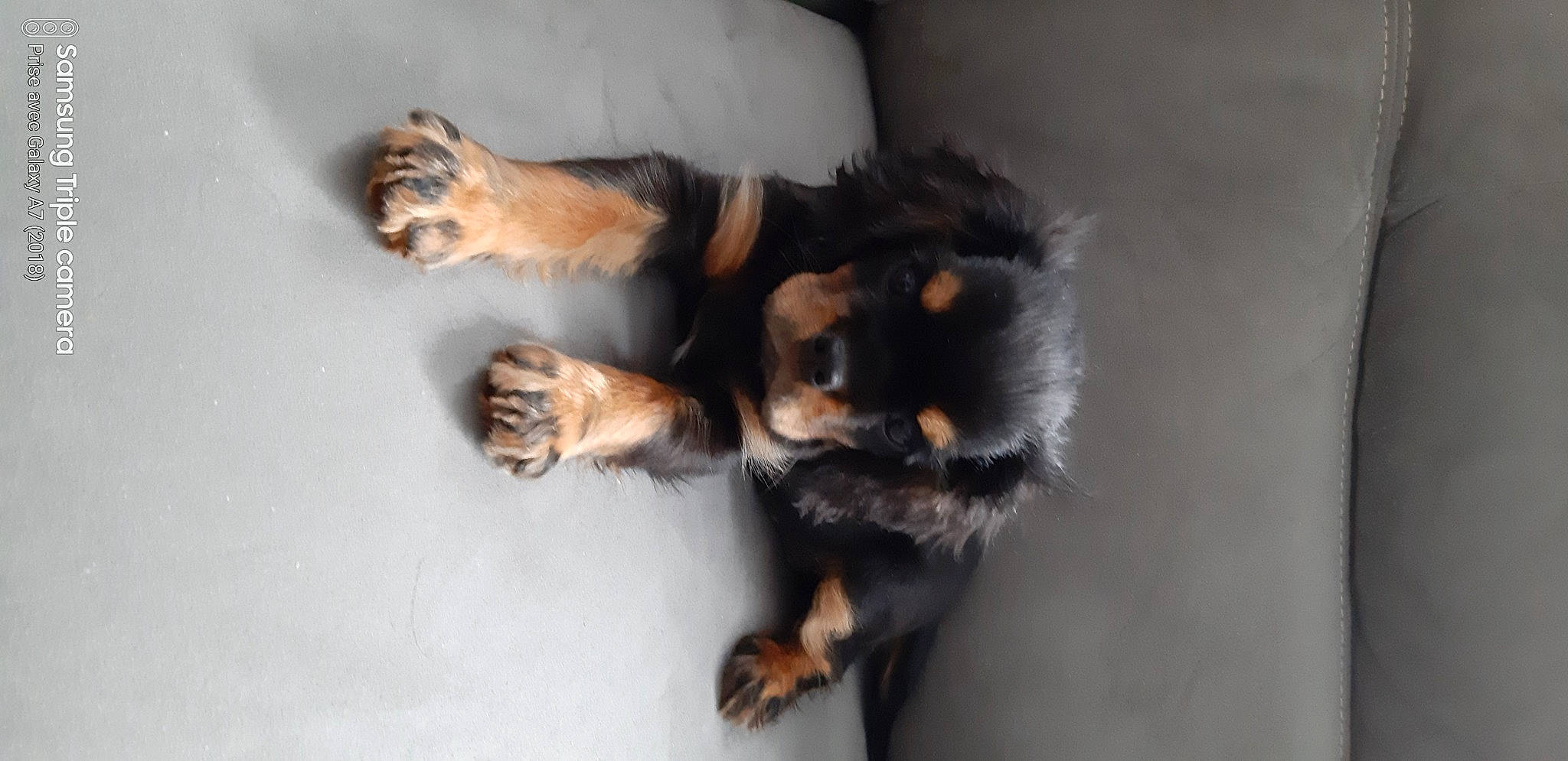 Reglisse a rejoint le concours — aidez-le/la à gagner de superbes lots ! canidae, carnivore, claw, companion_dog, dog, dog_breed, fawn, felidae, foot, fur, guard_dog, paw, puppy, small_to_medium_sized_cats, snout, sporting_group, tail, terrestrial_animal, whiskers, working_dog