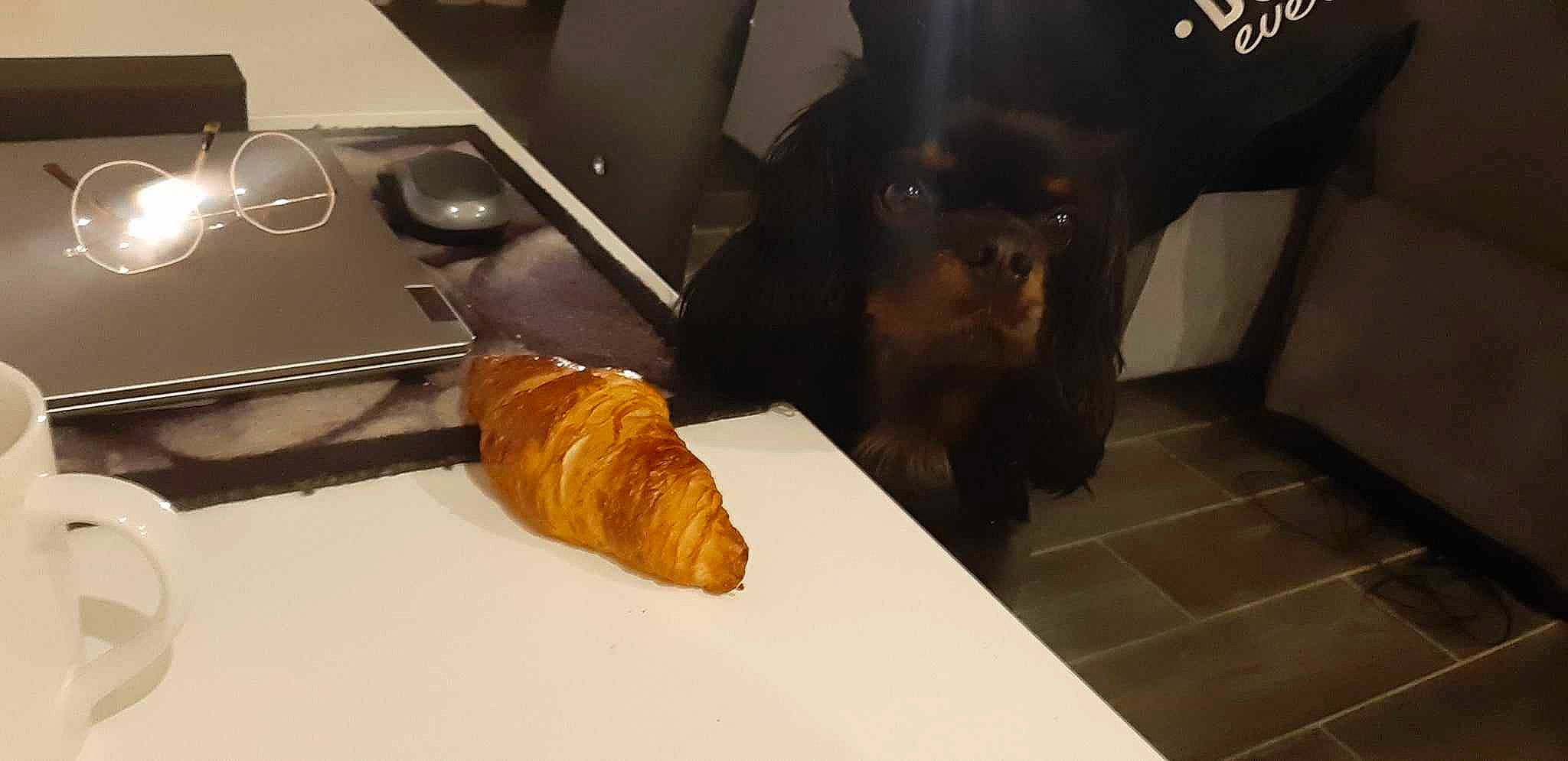 Reglisse participe au concours pour gagner de l'argent avec cette photo : carnivore, companion_dog, cooking, croissant, cuisine, desk, dessert, dish, dog, dog_breed, food, ingredient, kitchen_utensil, laptop, plate, recipe, table, tableware, wood, working_animal