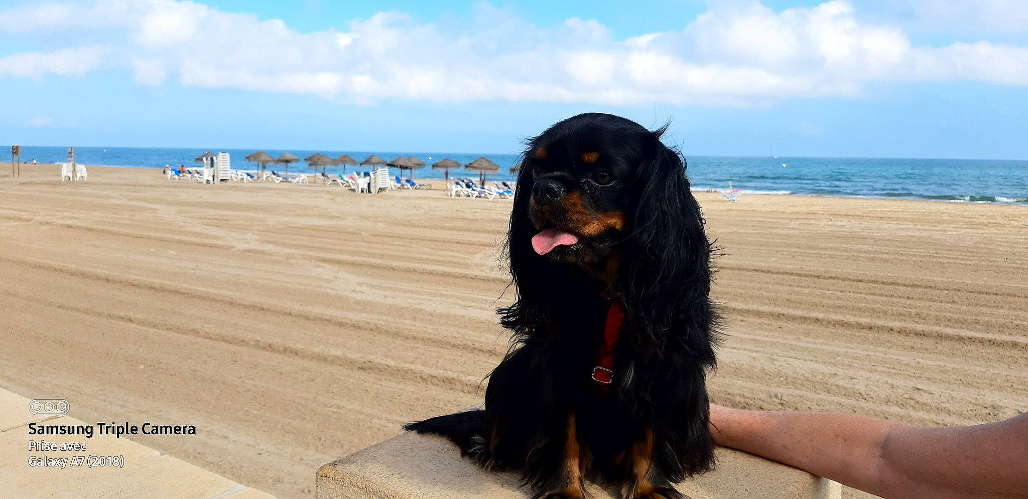 Reglisse a rejoint le concours — aidez-le/la à gagner de superbes lots ! beach, canidae, carnivore, cloud, companion_dog, dog, dog_breed, fun, gaddi_kutta, guard_dog, horizon, mammal, ocean, sand, sky, sporting_group, travel, vertebrate, water, working_dog