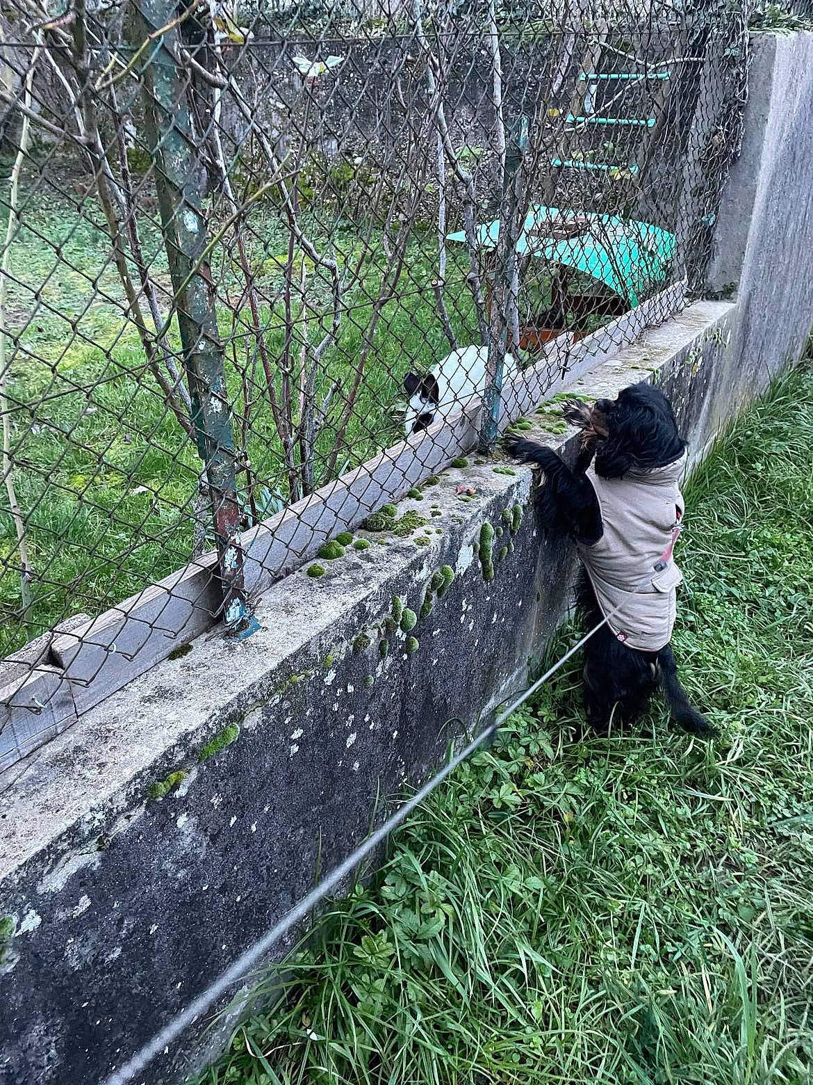 Reglisse participe au concours pour gagner de l'argent avec cette photo : chain_link_fencing, fence, forest, garden, grass, groundcover, home_fencing, mesh, metal, net, people_in_nature, plant, shrub, soil, tree, trunk, twig, wire, wire_fencing, wood