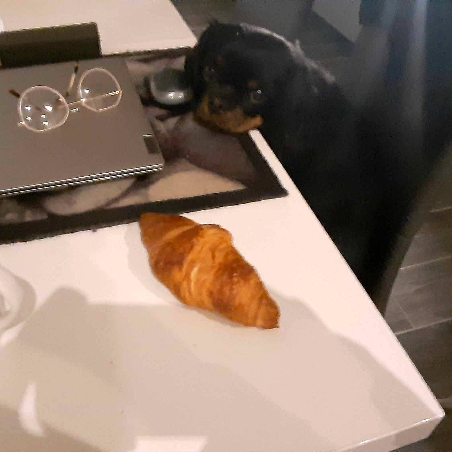 Reglisse a rejoint le concours — aidez-le/la à gagner de superbes lots ! brown, canidae, carnivore, comfort, companion_dog, dog, dog_breed, eyewear, fawn, flooring, fur, hardwood, linens, liver, plate, room, sporting_group, tableware, tail, wood