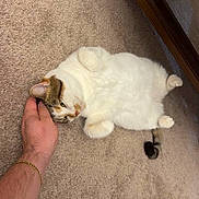 Cookie joined the competition — help win amazing prizes! cat, pet, carpet, hand, indoor, relaxing, feline, white_cat, tabby, paw, tail, domestic_animal, cute, fluffy, resting, cozy, human_hand, gentle_touch, animal, companion