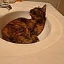 cat, tortoiseshell, sink, bathroom, pet, feline, curious, indoor, relaxed, fur, whiskers, ears, domestic, household, countertop, door, tap, resting, closeup, animal