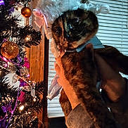 Vixen joined the competition — help win amazing prizes! cat, tortoiseshell, costume, bonnet, christmas_tree, holiday_decorations, ornaments, lights, indoor, hand, window_blinds, curious, pet, animal, festive, celebration, person_holding_cat, wood_frame, warm_lighting, close_up