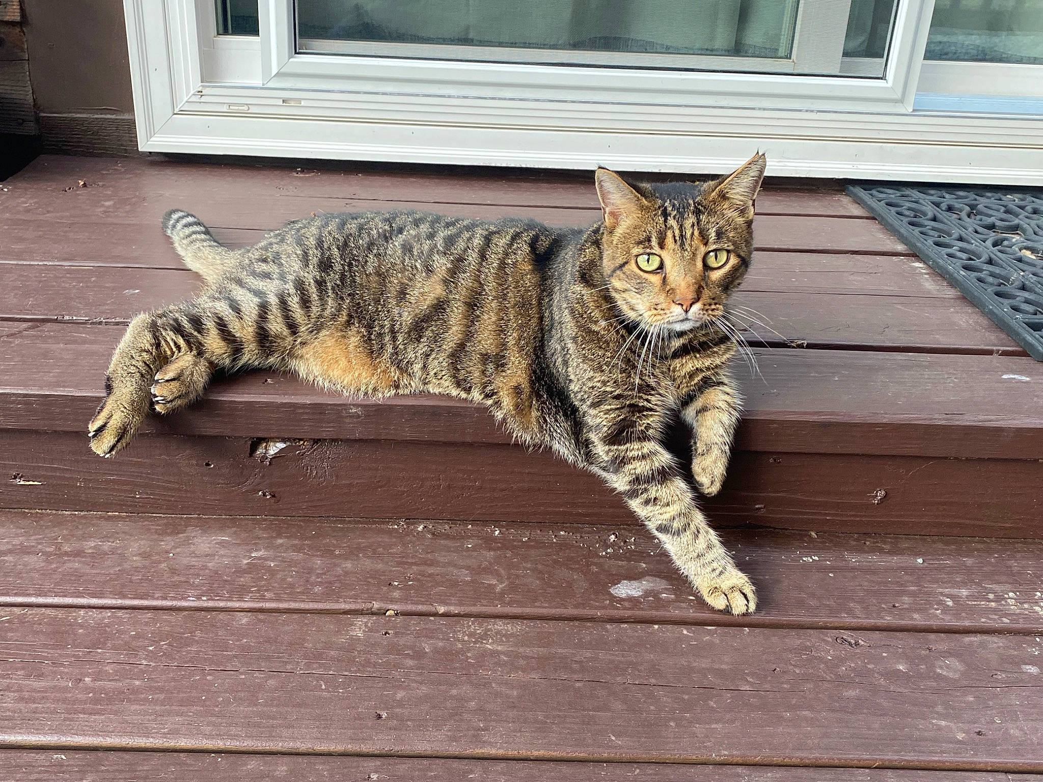 Mischief joined the competition — help win amazing prizes! carnivore, cat, claw, domestic_short_haired_cat, door, felidae, floor, flooring, fur, grey, hardwood, paw, sitting, small_to_medium_sized_cats, snout, tail, terrestrial_animal, whiskers, window, wood