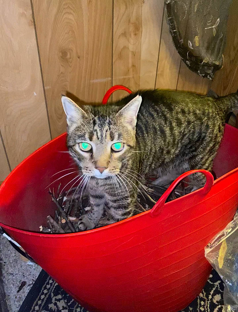 Mischief is registered to the contest to win money with this photo: basket, carnivore, cat, cat_supply, comfort, domestic_short_haired_cat, felidae, flowerpot, fur, grass, houseplant, pet_supply, sitting, small_to_medium_sized_cats, snout, terrestrial_animal, whiskers