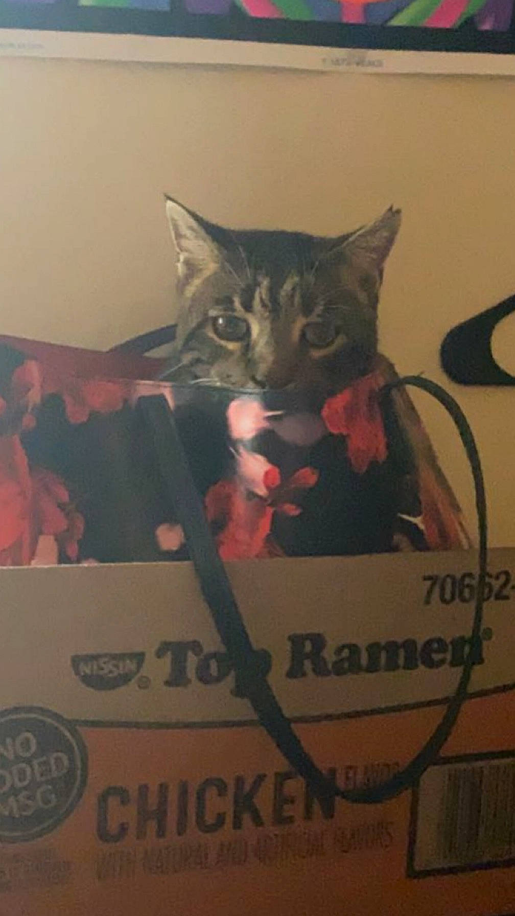 Mischief is registered to the contest to win money with this photo: carmine, carnivore, cat, darkness, felidae, font, fur, graphic_design, graphics, packaging_and_labeling, photo_caption, room, small_to_medium_sized_cats, terrestrial_animal, top, visual_arts, whiskers