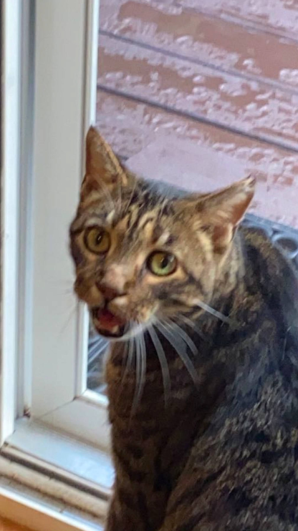 Mischief is registered to the contest to win money with this photo: carnivore, cat, domestic_short_haired_cat, door, eye, felidae, fur, head, small_to_medium_sized_cats, snout, terrestrial_animal, whiskers, window