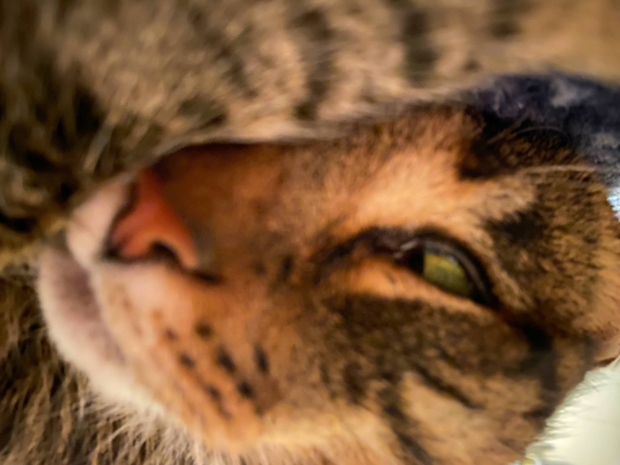 Mischief is registered to the contest to win money with this photo: beard, big_cats, carnivore, cat, close_up, domestic_short_haired_cat, eye, fawn, felidae, fur, grass, head, paw, sand, small_to_medium_sized_cats, snout, terrestrial_animal, vertebrate, whiskers, wildlife